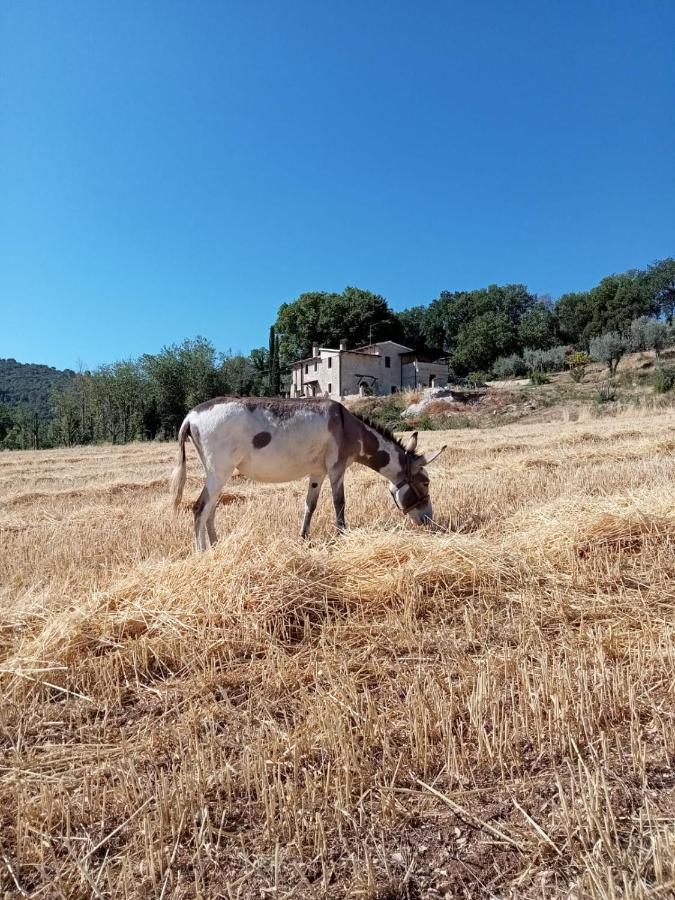 Volver B&B Spoleto Eksteriør bilde